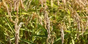 2024 yılı çeltik alım fiyatları belli oldu