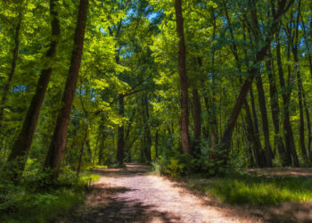 Resmi Gazete’de yayımlandı! Devlet ormanları turizm amaçlı tahsis edilecek