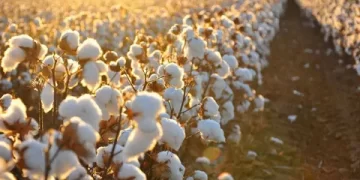 Söke Pamuğu ABD’den Coğrafi İşaret Tescili Aldı