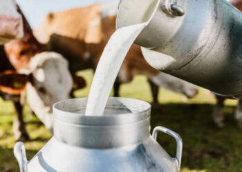 TÜİK Açıkladı! Temmuz ayında süt üretimi arttı