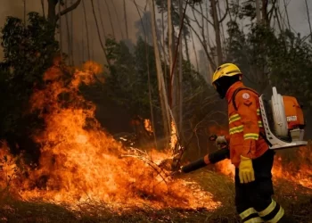 Brezilya ormanlarının yüzde 20’si büyük yangında yok oldu