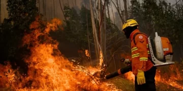 Brezilya ormanlarının yüzde 20’si büyük yangında yok oldu