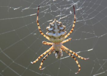 Muş’un şenyayla bölgesinde zehirli örümcek türüne rastlandı!
