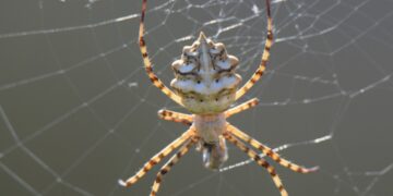 Muş’un şenyayla bölgesinde zehirli örümcek türüne rastlandı!