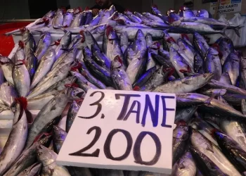 Sinoplu balıkçıların ağları palamut ile doldu!