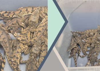 Bakanlık duyurdu! Kaçak yollarla getirilen Timsahlara el konuldu