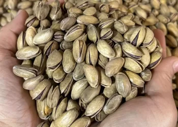 Türkiye'nin fıstık ihracatı 150 milyon dolara ulaştı Türkiye’nin fıstık ihracatı 150 milyon dolara ulaştı