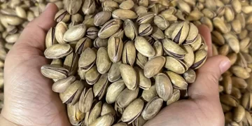 Türkiye’nin fıstık ihracatı 150 milyon dolara ulaştı