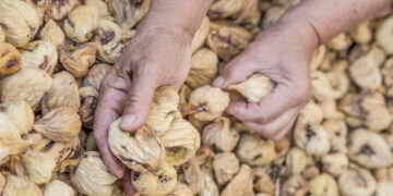 Türkiye’nin kuru incir ihracatında rekor!