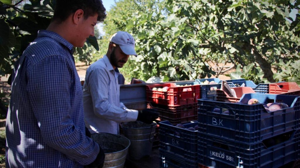 114 ülkeye 1 milyar 160 milyon dolarlık meyve ihracatı gerçekleştirildi meyve ihracati habermeydan