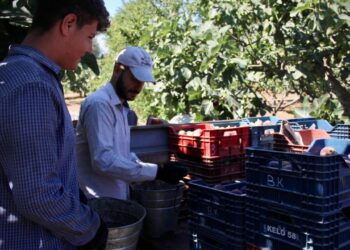 114 ülkeye 1 milyar 160 milyon dolarlık meyve ihracatı gerçekleştirildi