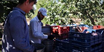 114 ülkeye 1 milyar 160 milyon dolarlık meyve ihracatı gerçekleştirildi