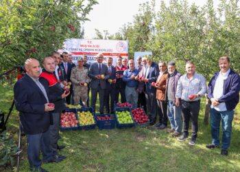 Muş’ta, elma hasadından beklenen gelir 25 milyon lira!