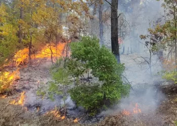 Osmaniye’de orman yangını: Müdahale devam ediyor
