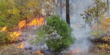 Osmaniye’de orman yangını: Müdahale devam ediyor