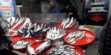 Balık tezgahlarında palamut bereketi: Sezonun en yoğun dönemi