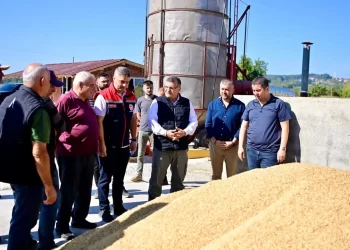 Sinop’ta çeltik hasadı sezonu başladı!