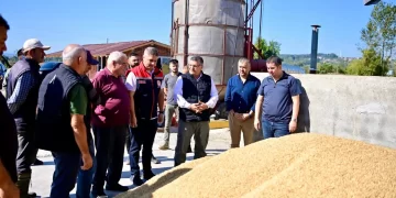 Sinop’ta çeltik hasadı sezonu başladı!