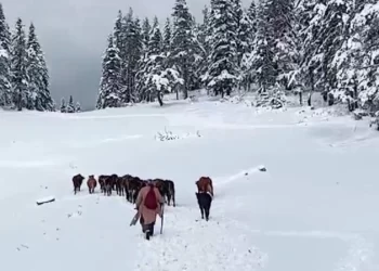 Sinop Türkeli’de, kar nedeniyle yaylada mahsur kalan yaylacılar kurtarıldı!