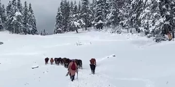 Sinop Türkeli’de, kar nedeniyle yaylada mahsur kalan yaylacılar kurtarıldı!