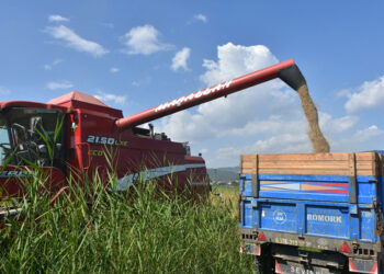 Sinop’un Mertoğlu köyünde çeltik hasadı başladı!