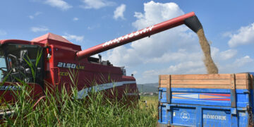 Sinop’un Mertoğlu köyünde çeltik hasadı başladı!