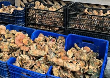 Sinop’un Türkeli ilçesinde mantar bolluğu!