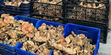 Sinop’un Türkeli ilçesinde mantar bolluğu!