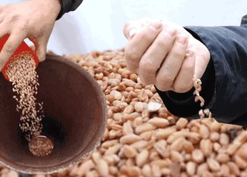 Ata tohumları çiftçilere kazandırılıyor