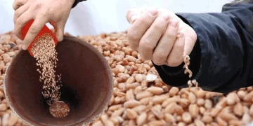 Ata tohumları çiftçilere kazandırılıyor