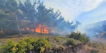 Hatay’da 95 hektarlık alanı kül eden yangın 20 saat sonra kontrol altına alındı