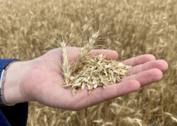 Kuraklık, hububat ekim takvimini etkiledi