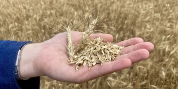 Kuraklık, hububat ekim takvimini etkiledi