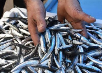Karadeniz’den su ürünleri ihracatında yüzde 22 gelir artışı
