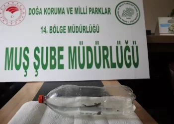 Muş’ta, musluktan nesli tükenmekte olan  semender çıktı!