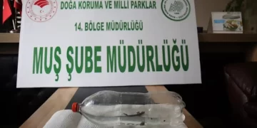 Muş’ta, musluktan nesli tükenmekte olan  semender çıktı!