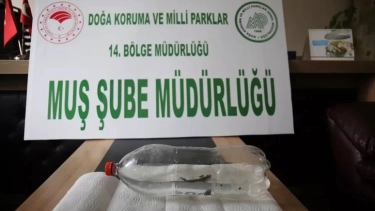 mus ta musluktan nesli tukenmekte olan bir hayvan cikti habermeydan