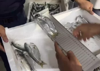 Sinop’ta, 5 ton balığa el konuldu!