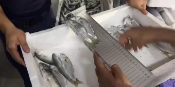 Sinop’ta, 5 ton balığa el konuldu!