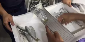 Sinop’ta, balık denetimlerinde 10 ton hamsiye el konuldu!