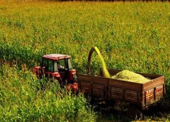 Sinop’ta, silajlık mısır hasadı tamamlandı!