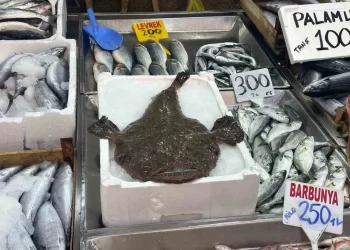 Sinop’ta yakalanan fener balığı görüntüsüyle ilgi çekti!