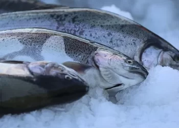 Doğu Karadeniz’in somon ihracatında yükseliş