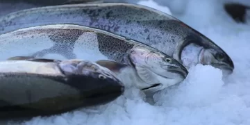 Doğu Karadeniz’in somon ihracatında yükseliş