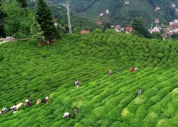 Türk çayı ihracatı 19,8 milyon dolara ulaştı