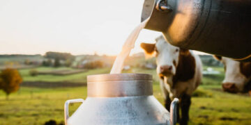 Eylül ayında tavuk eti üretimi azaldı, yumurta ve içme sütü üretimi arttı