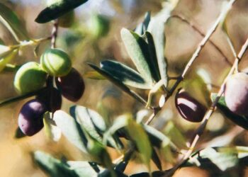 Tekirdağ’da zeytin hasadı sürüyor