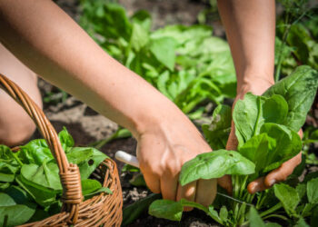 Bitkisel üretim tarla ürünlerinde azaldı, meyve ve sebze grubunda arttı
