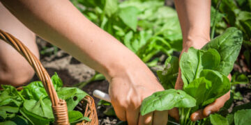 Bitkisel üretim tarla ürünlerinde azaldı, meyve ve sebze grubunda arttı