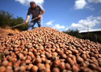 Fındık ihracatı geçen yıla göre iki katına ulaştı